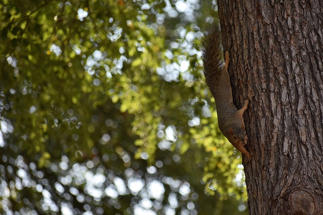中都能如鱼 中都能如鱼