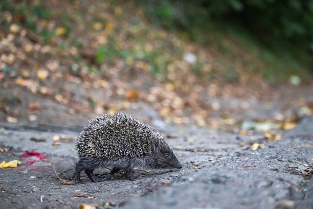 联赛渐入佳 联赛渐入佳